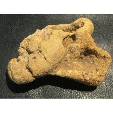 Obratel dinosaura